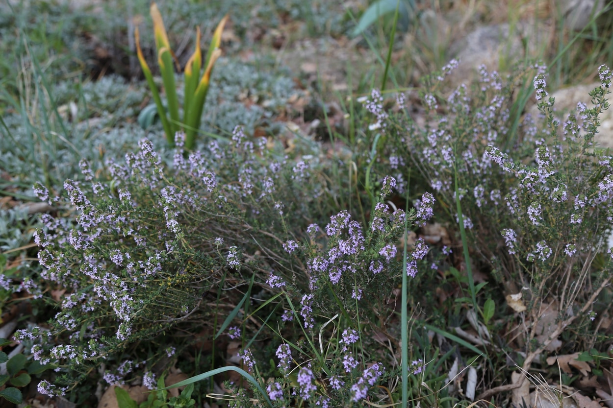 Common thyme in Provence