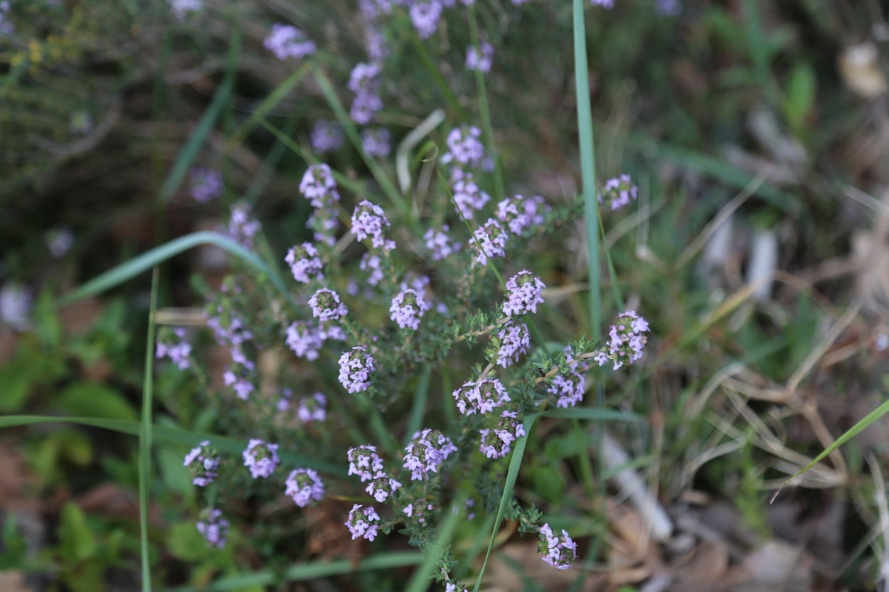 Flowering common thyme from the south of France