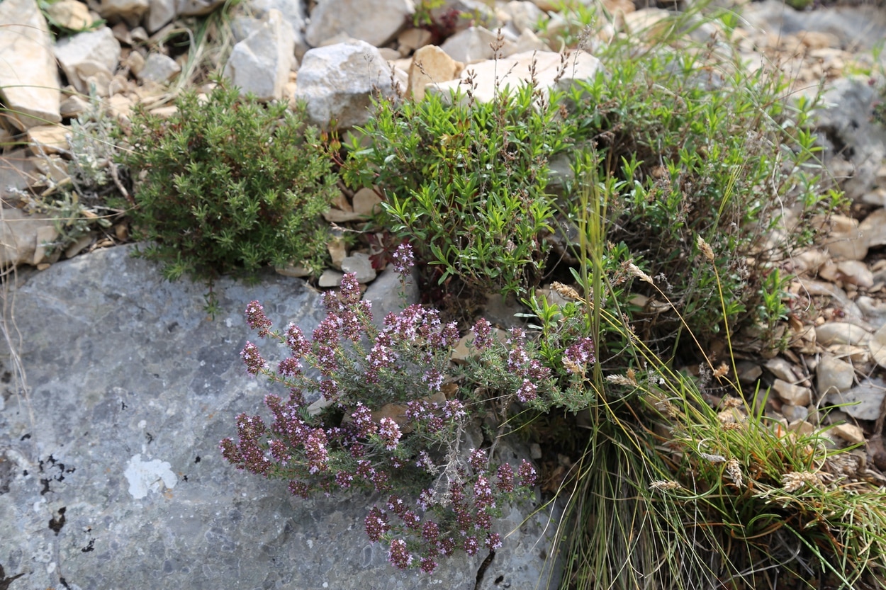 Thyme with winter savory