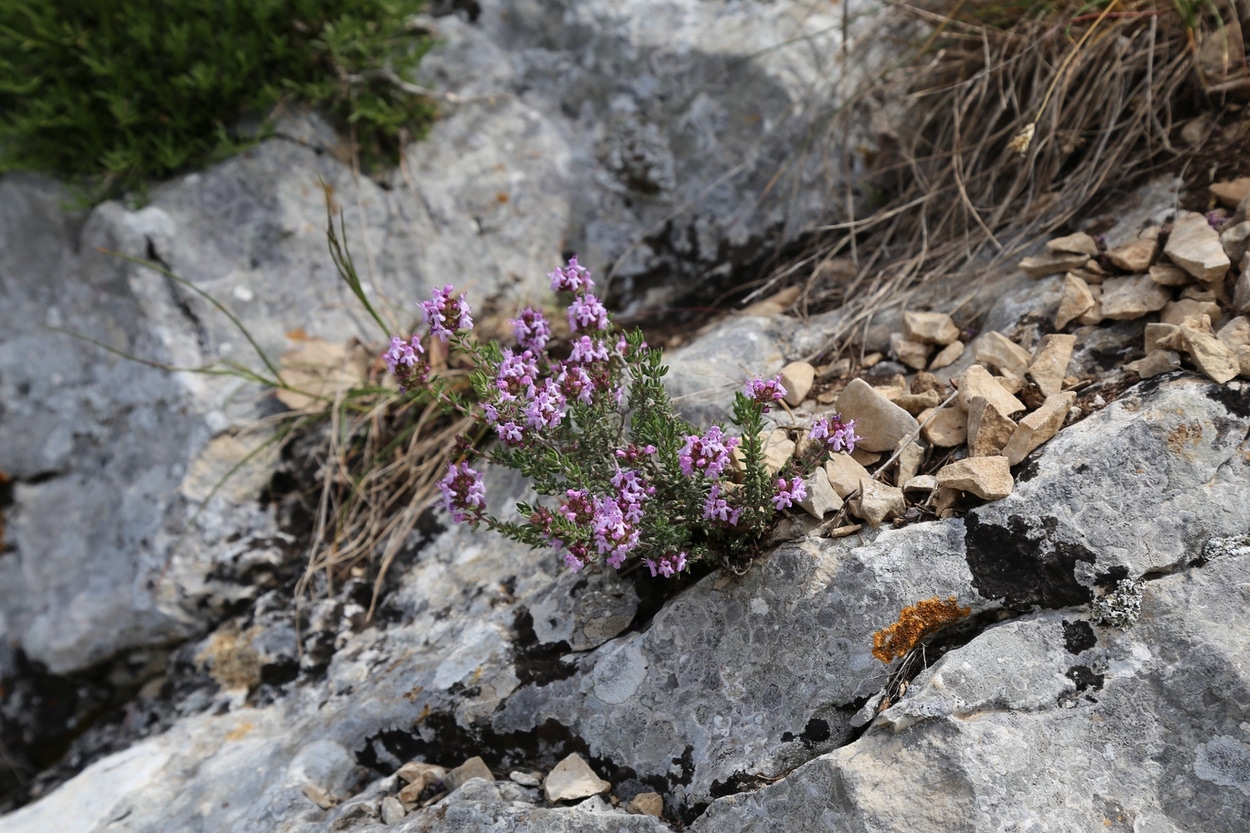 Flowering thyme growing in the rocks