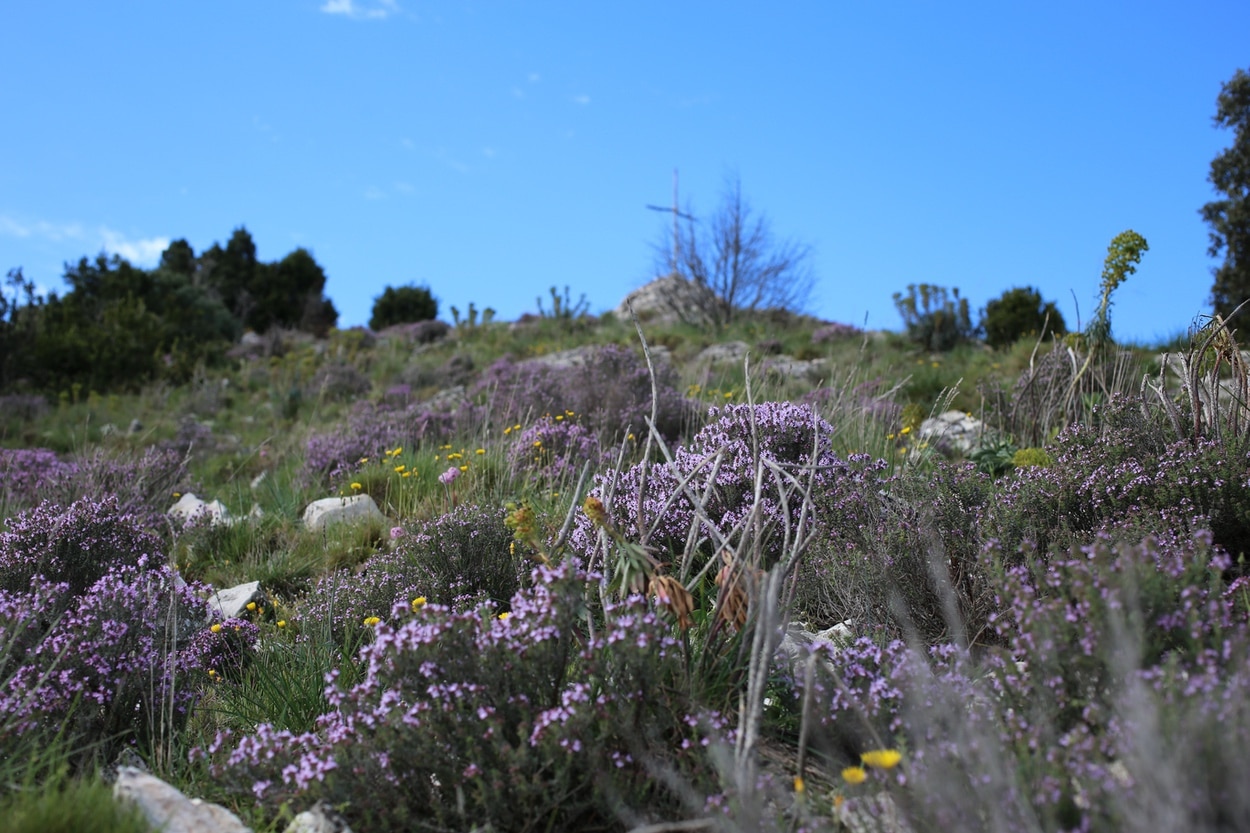 March in Provence : common thyme flowering all over the hills
