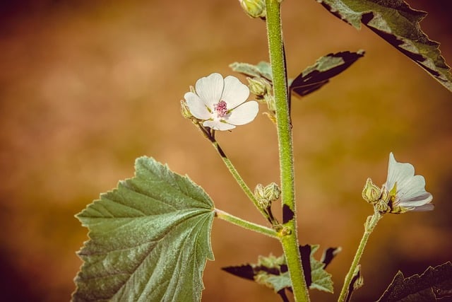 Mucilages from marshmallow