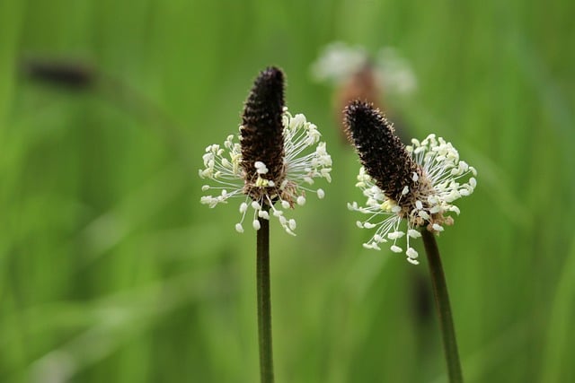 Mucilages from plantain