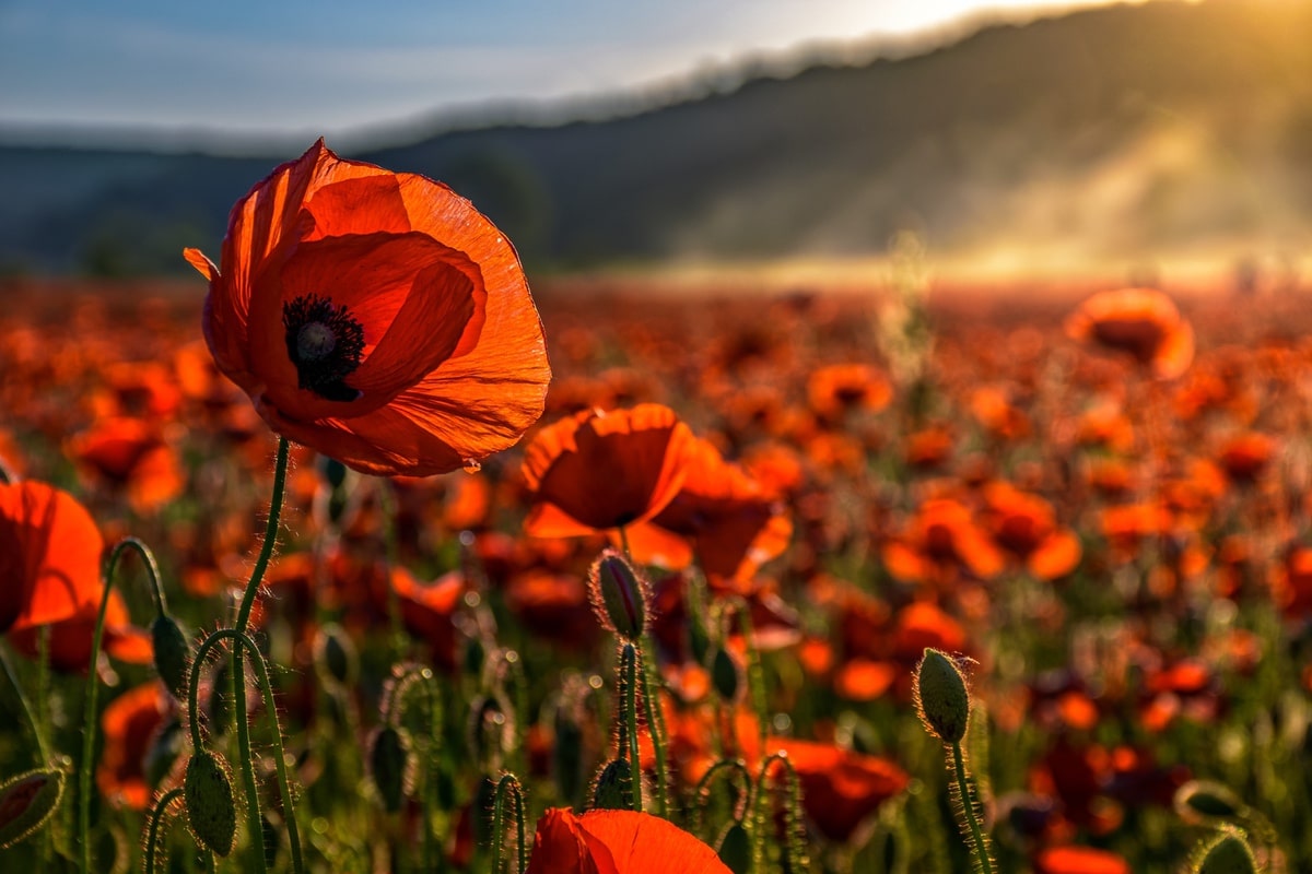 Corn poppy field