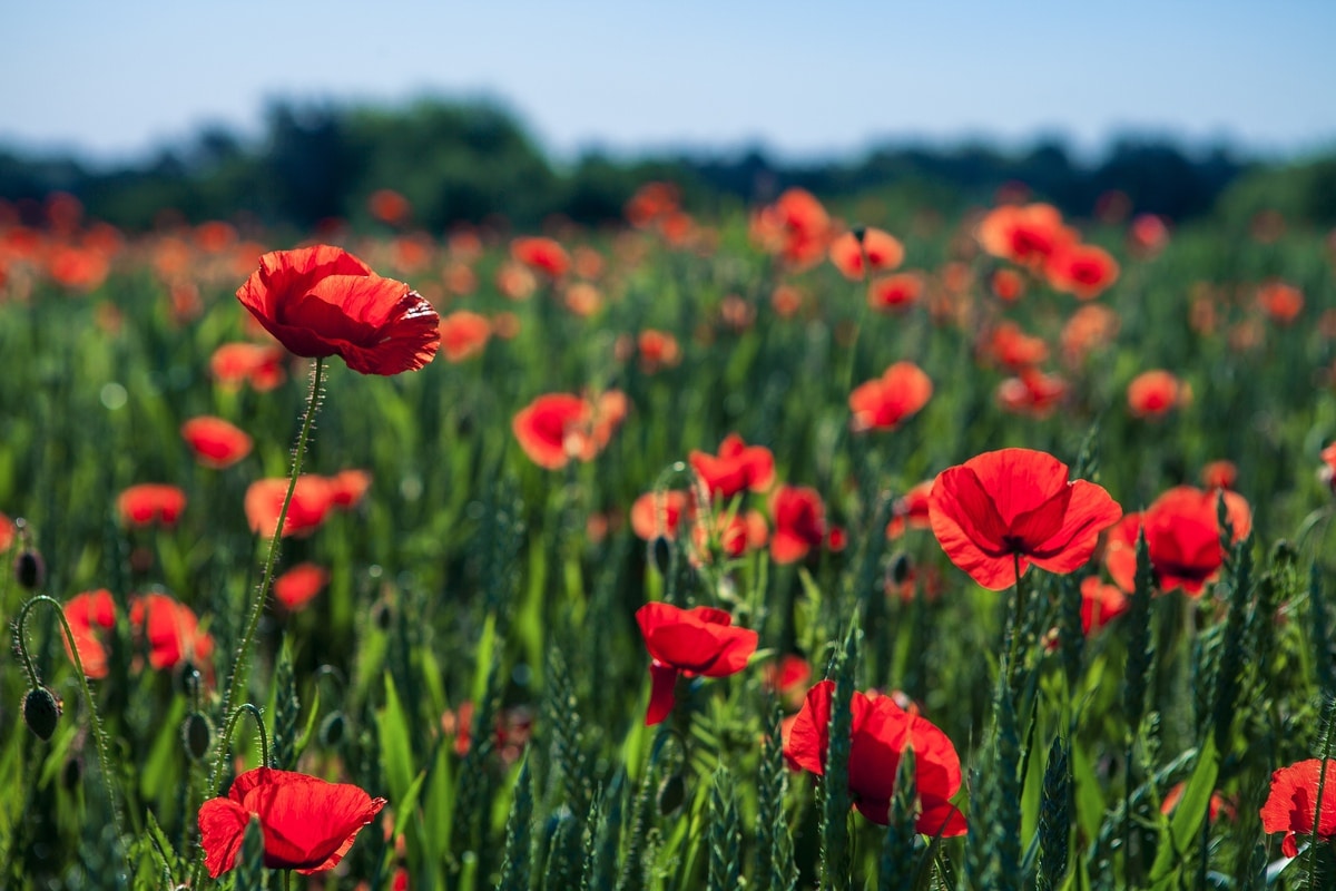 Corn poppies in a field of wheat