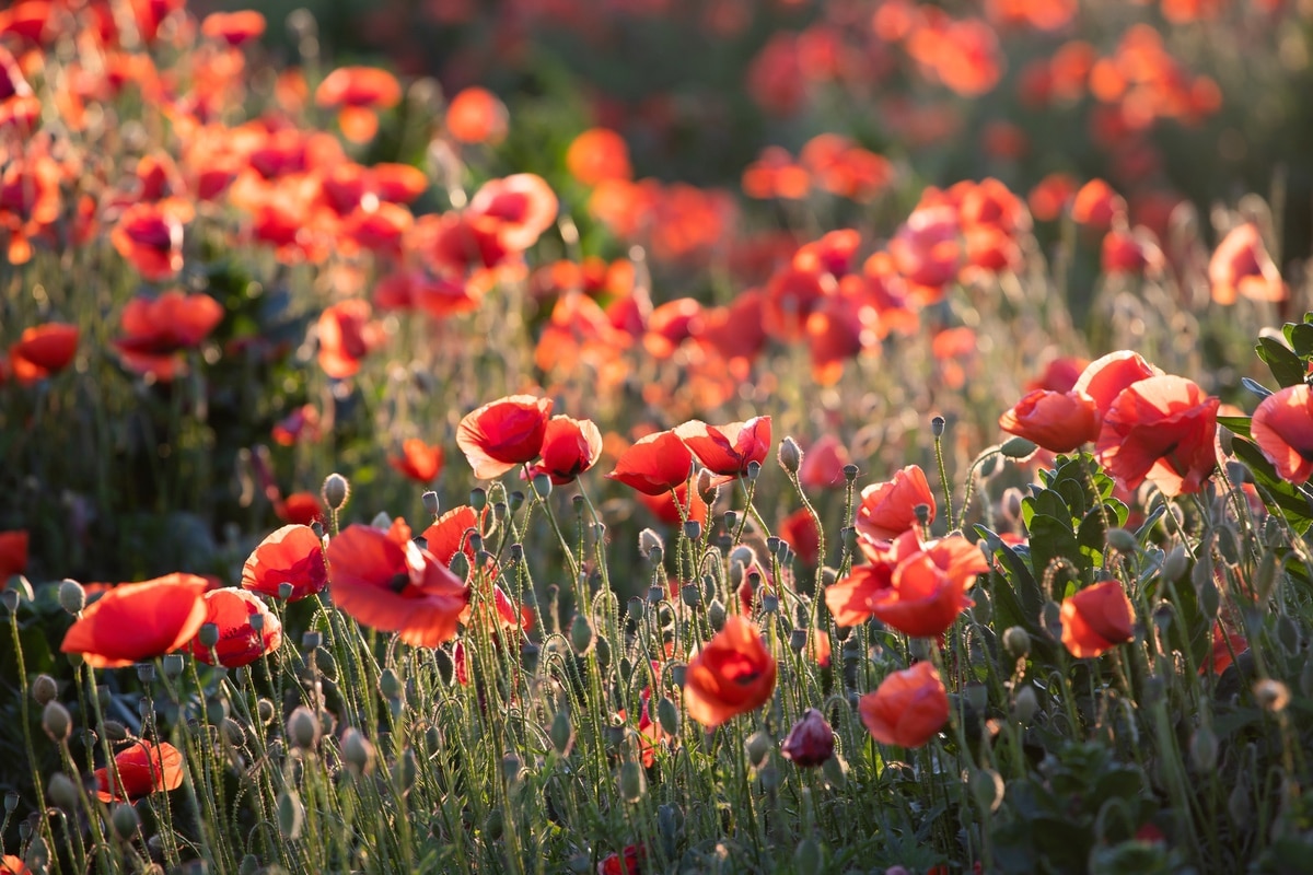 Red poppy field