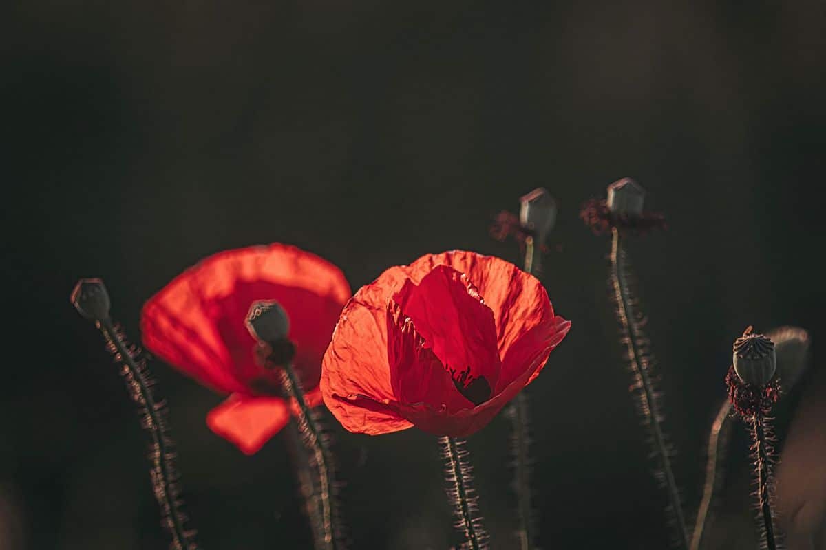 Red poppy petals herbal remedy