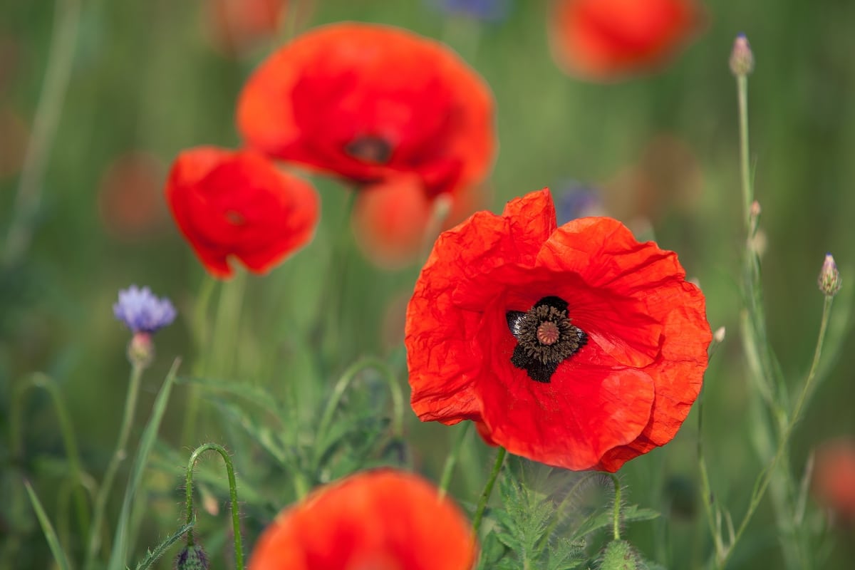 Corn poppy flower