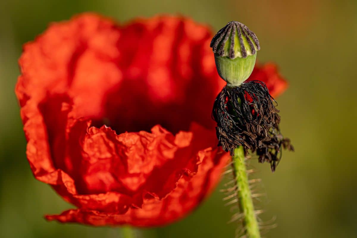 Closeup of a flower of red poppy