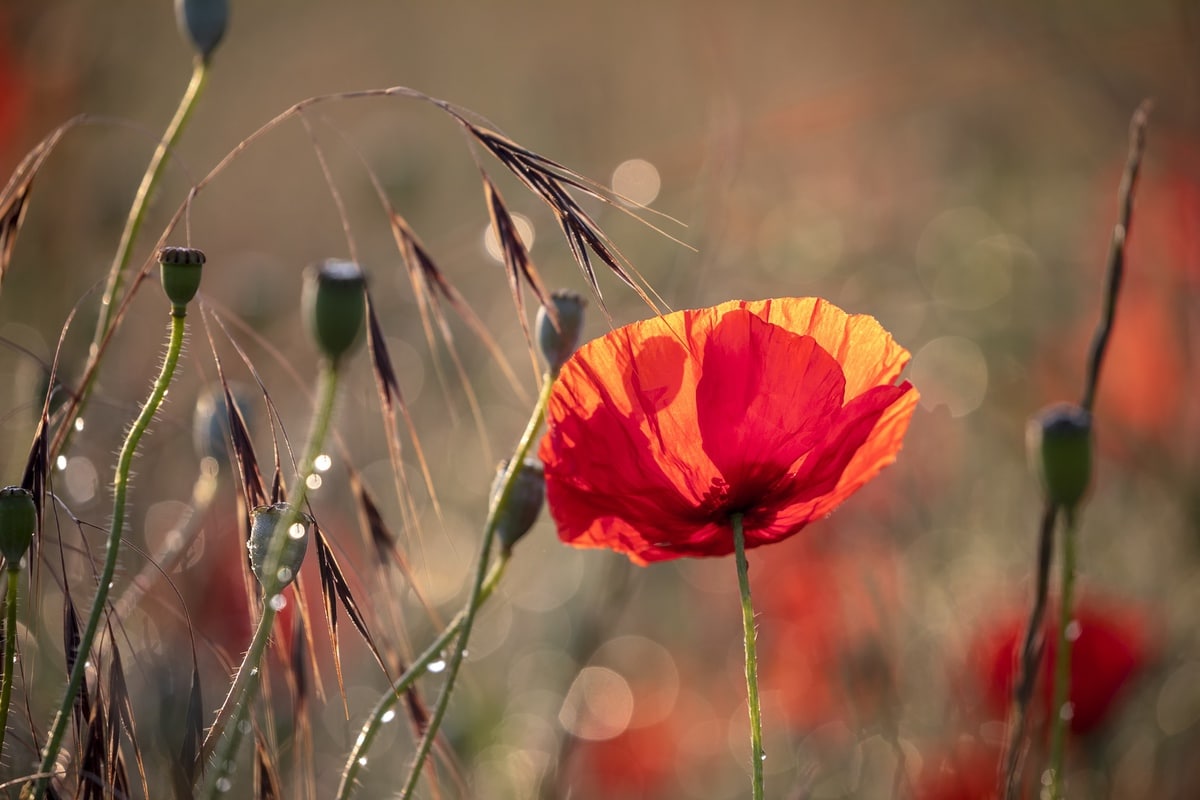 Red poppy petals rich in alkaloids and mucilages