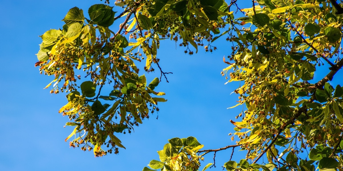 Flowers on a linden tree