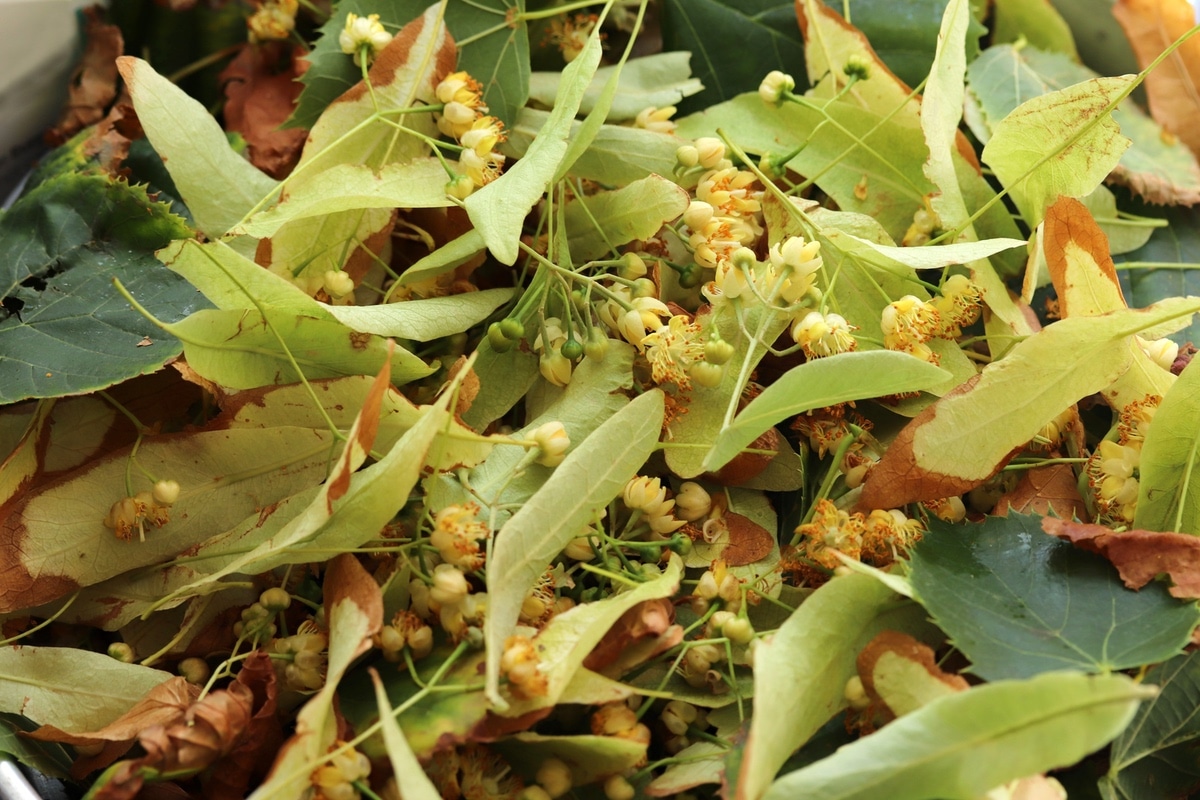 Fresh linden flowers