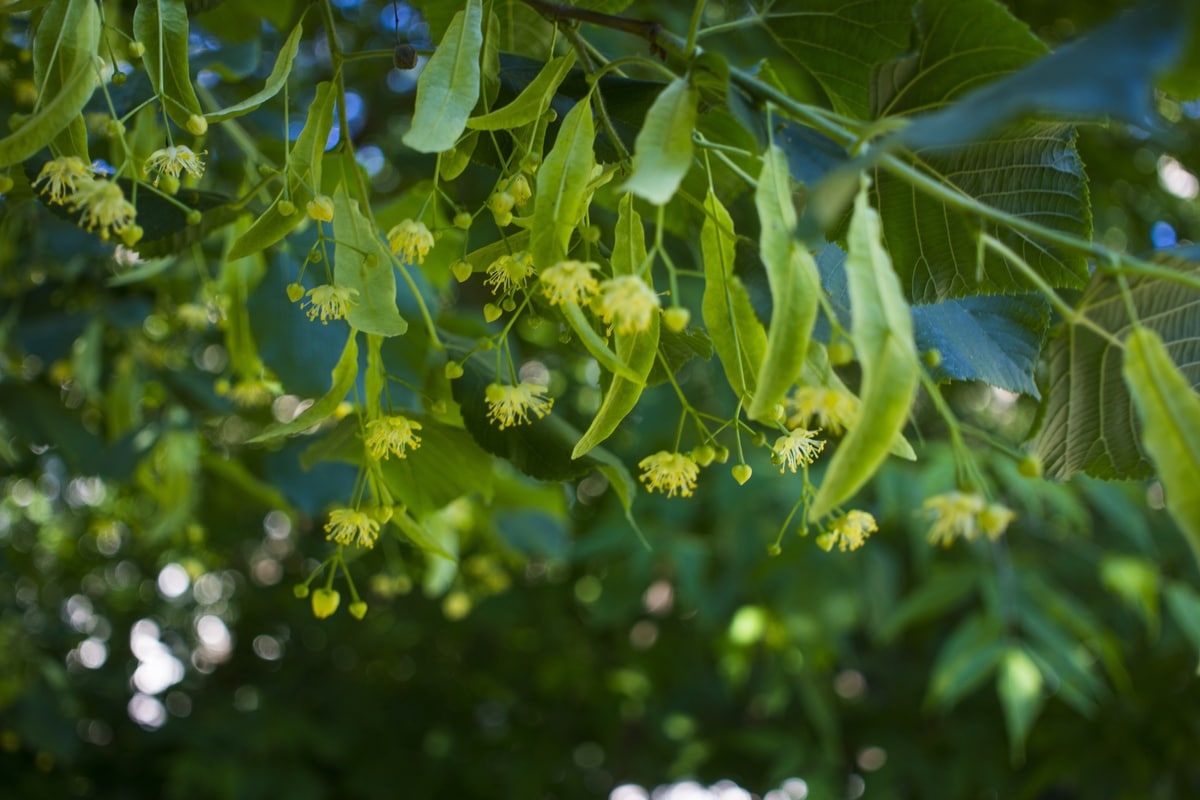 flowering linden