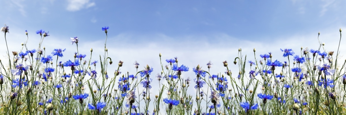 Field of cornflowers