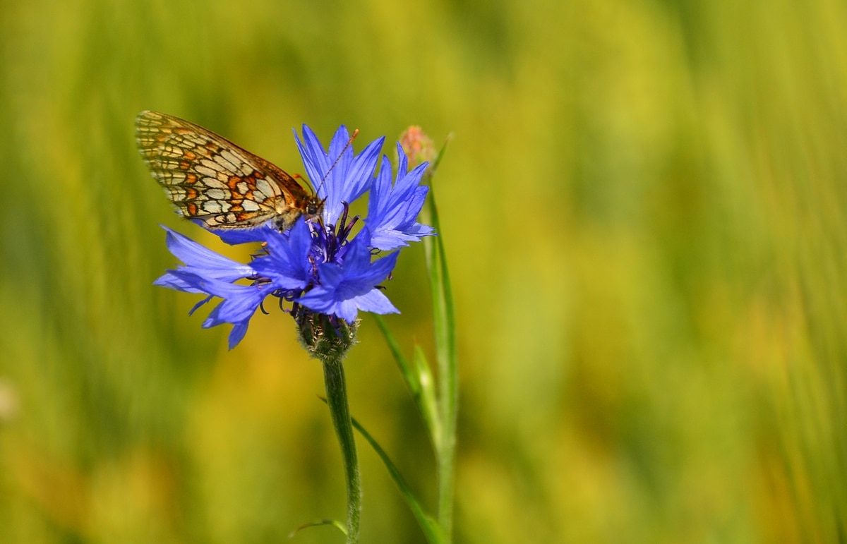 Cornflower with butterfly