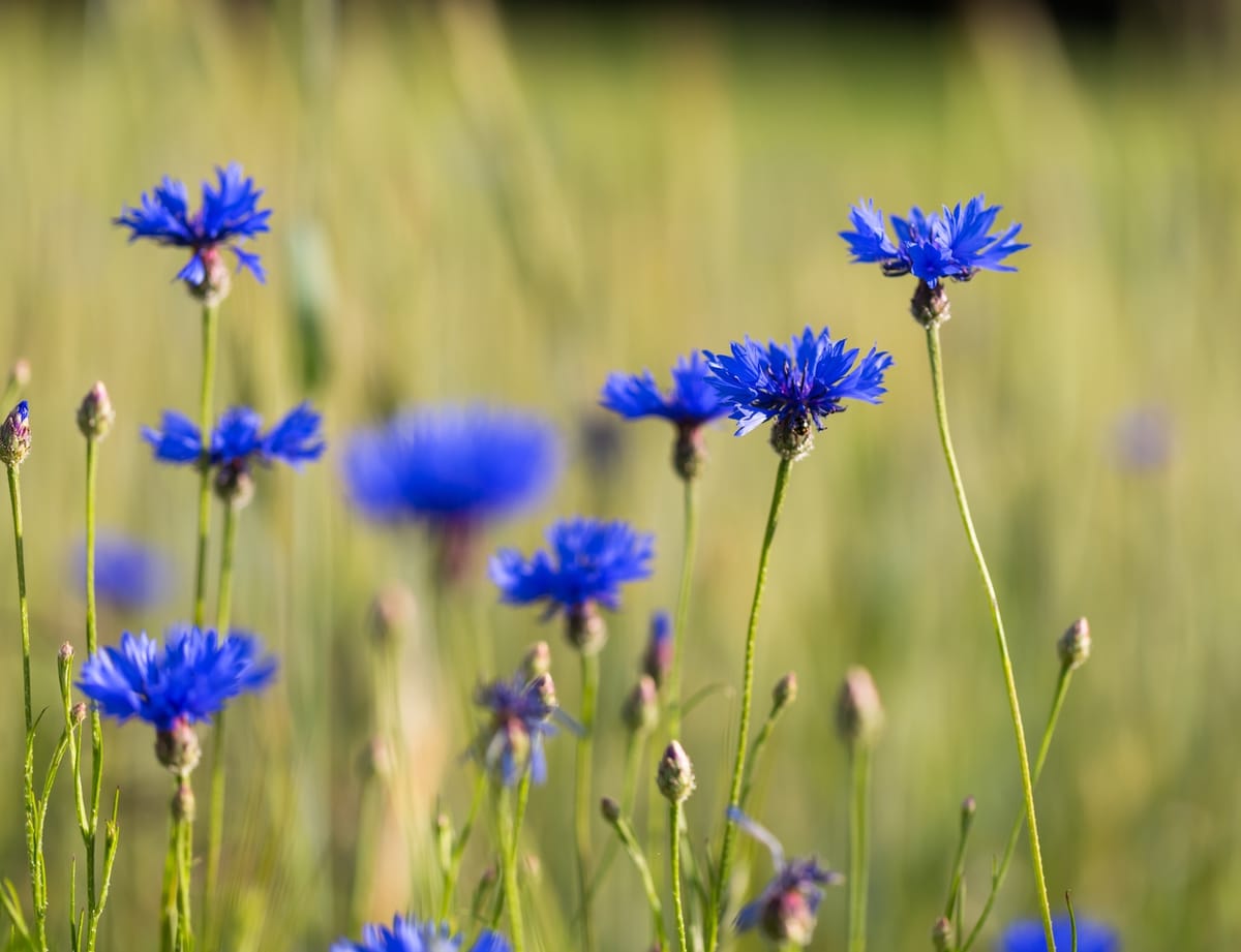Field of centaurea cyanus