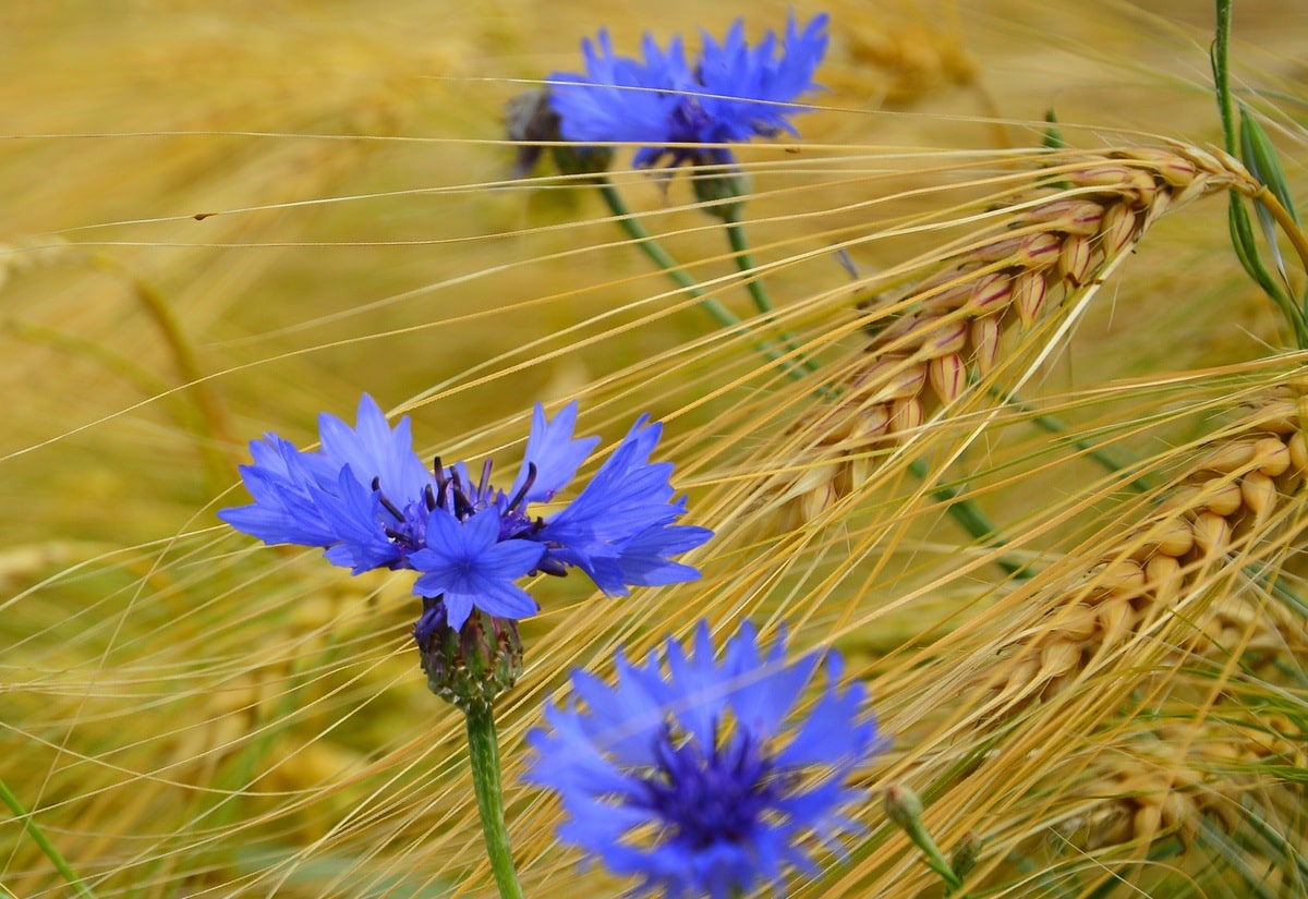 Cornflower and wheat