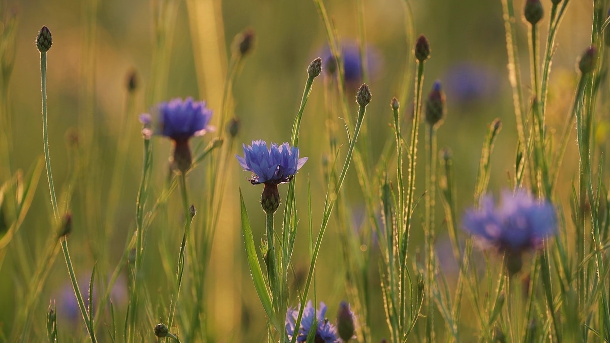 Centaurea cyanus